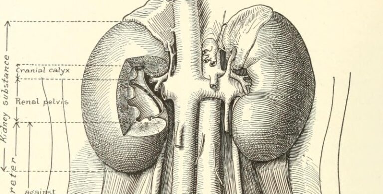 Diseases of the kidneys ureters and bladder with special reference to the diseases of women 1922 14785704153 1