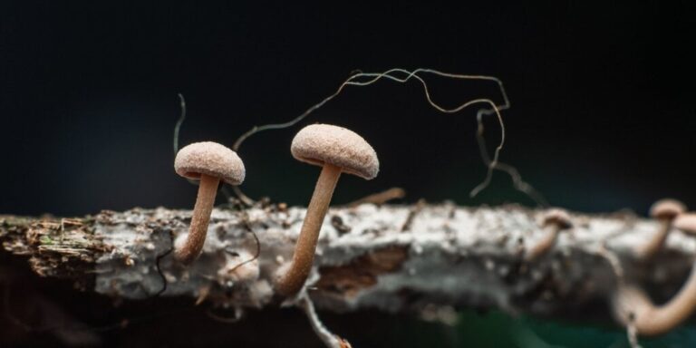 mushroom mycelium ai artificial intelligence gID 7