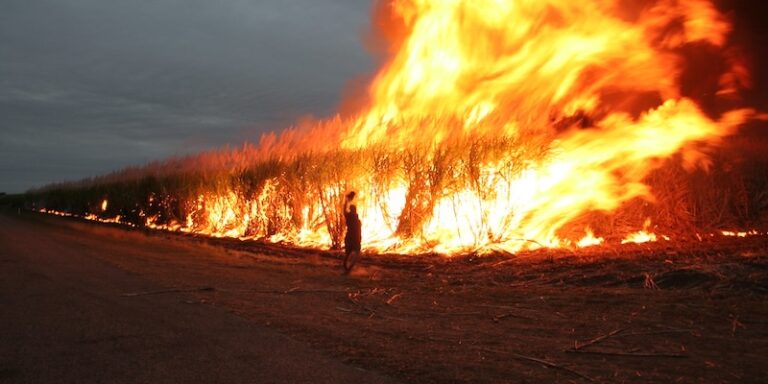 burning sugarcane field