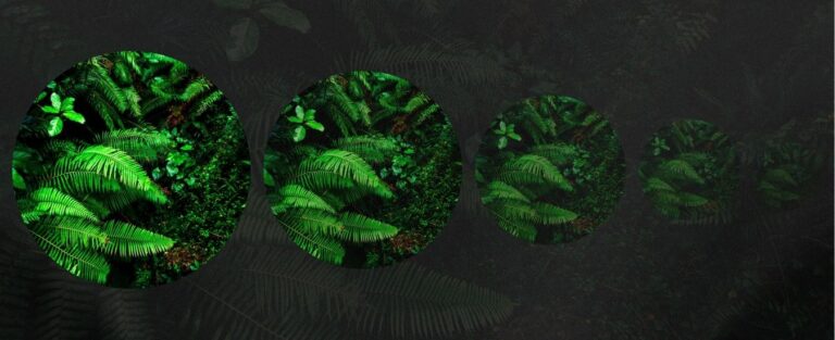plants